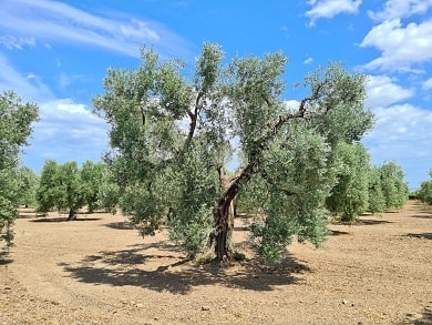 Olivovníky farmy Montagano